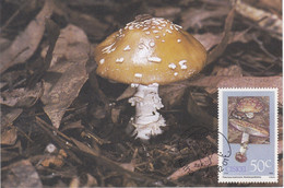 Carte Maximum De Ciskei, Amanite Panthère Champignon, Mushroom Pilze Setas - Champignons