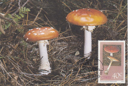 Carte Maximum De Ciskei, Amanite Tue-mouche Champignon, Mushroom Pilze Setas - Champignons