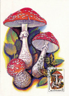 Carte Maximum De Russie, Amanite Tue-mouche Champignon, Mushroom Pilze Setas - Champignons