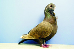 Carte Postale, Oiseaux, Pigeon Breeds Encyclopedia, African Owl - Birds