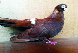 Carte Postale, Oiseaux, Pigeon Breeds Encyclopedia, Dobrudshan Roller - Birds