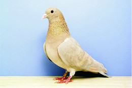 Carte Postale, Oiseaux, Pigeon Breeds Encyclopedia, Arabian Trompeteer - Birds