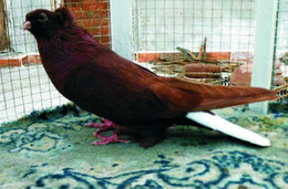 Carte Postale, Oiseaux, Pigeon Breeds Encyclopedia, Syrian Halabi - Birds