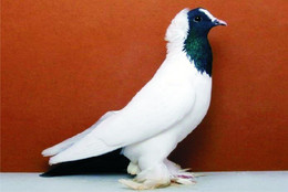 Carte Postale, Oiseaux, Pigeon Breeds Encyclopedia, Wurttenberg-Moorhead - Birds