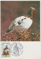 Carte  Maximum  1er  Jour  ANDORRE    Nature  :   Perdrix   Blanche    1979 - Maximum Cards