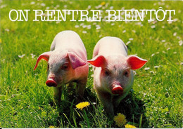 On Rentre Bientôt ..... - Cochons