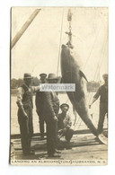 Hubbards, Nova Scotia - Landing An Albicore (Tuna) - 1914 Used Canada Postcard, Fishing Theme - Andere