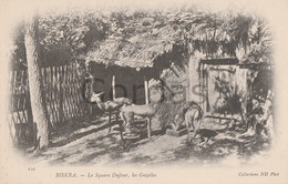Algeria - Biskra - Le Square Dufour - Les Gazelles - Biskra