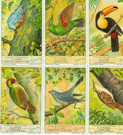 LIEBIG : S_1365 : 'Oiseaux Grimpeurs - Andere & Zonder Classificatie