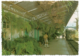 AUSTRALIA - KURANDA N.Q. - FERNERY, UP SIDE OF STATION / TRAIN / RAILWAY - Sonstige & Ohne Zuordnung