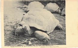 Carte POSTALE  Ancienne  De  SEYCHELLES - MAHE / Grand Tortoise In Government House Grounds - Seychelles