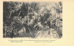 Carte POSTALE  Ancienne  De  SEYCHELLES - Young Coco De Mer MAHE - Seychelles