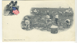 Old Postal Card USA  Virginia - Picking Cotton Scene - Uncommon Original View, Precursor - Alexandria