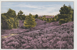 Lüneburger Heide, Schlucht Am Totengrund Bei Wilsede - Lüneburger Heide