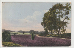 Lüneburger Heide, Landschaft Bei Wilsede - Lüneburger Heide