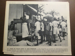 CAMEROUN  LA PESEE DU CACAO    Sud Cameroun    CACAOYERES    1950 1960    Documentation Photographique - Cameroon