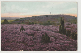 Lüneburger Heide - Lüneburger Heide