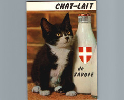 Chat-Lait De Savoie - Humour - Cpm Non écrite - Cats