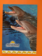 DAUPHIN  DOLPHIN  MARINELAND ANTIBES PARC ZOOLOGIQUE PARC AQUATIQUE - Dolfijnen