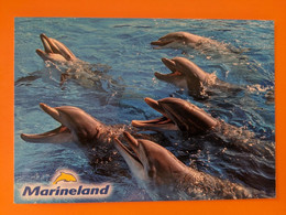 DAUPHIN  DOLPHIN MARINELAND ANTIBES PARC ZOOLOGIQUE PARC AQUATIQUE - Dolfijnen