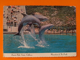 DAUPHIN  DOLPHIN MARINELAND OF THE PACIFIC  PARC ZOOLOGIQUE PARC AQUATIQUE - Dauphins