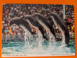 DAUPHIN  DOLPHIN MARINELAND   PARC ZOOLOGIQUE PARC AQUATIQUE - Dauphins