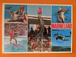 DAUPHIN  DOLPHIN MARINELAND MALLORCA - Dauphins