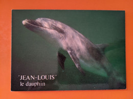 DAUPHIN DOLPHIN C CLEDEN CAP SIZUN LA POINTE DU VAN - Dolphins