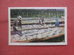 Handling Codfish At The Flakes.  Percé  Canada > Quebec     Ref  5248 - Percé