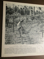 Nigeria PLANTATION DE  PALMIERS Culture Huile De Palme   Nigeria Britanniqu     Documentation Phototograhique  1950 1960 - Nigeria