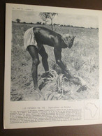 SOUDAN Agriculteur   NEREKORO Daba Mil    Documentation Phototograhique  1950 1960 - Sudan