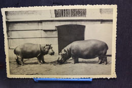 TO 175 - Hippopotames  - Zoo D'Anvers - Pas Circulé - Hippopotamuses