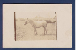 CPA Cheval Horse Carte Photo écrite De Marigny - Paarden