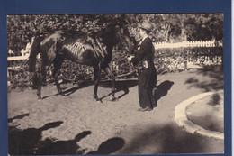 CPA Cheval Horse Carte Photo Voir Dos - Pferde