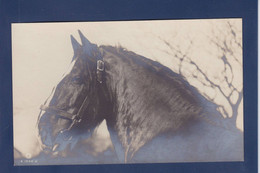 CPA Cheval Horse Real Photo Non Circulé - Paarden