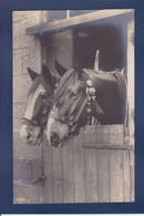 CPA Cheval Horse Real Photo Non Circulé - Horses