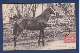 CPA Cheval Horse Circulé Normandie - Paarden
