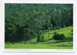 AK 06624 AUSTRALIA - Queensland - Im Numbinbah Valley - Sonstige & Ohne Zuordnung