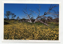 AK 06675 AUSTRALIA - Western Australia - Wildblumenwiese - Andere & Zonder Classificatie