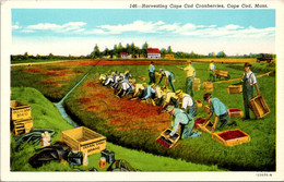 Massachusetts Cape Cod Harvesting Cape Cod Cranberries - Cape Cod