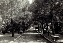 CUPRAMARITTIMA : Pineta - Photo Véritable - Ascoli Piceno