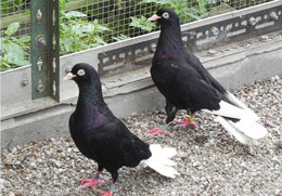 Carte Postale, Oiseaux, Pigeons Breeds Encyclopedia, Bursa Tumbler - Birds