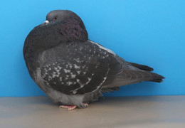 Carte Postale, Oiseaux, Pigeons Breeds Encyclopedia, Dark Check Show Roller - Birds