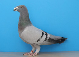 Carte Postale, Oiseaux, Pigeons Breeds Encyclopedia, Exhibition Blue Bar Homer - Birds