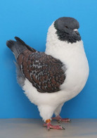 Carte Postale, Oiseaux, Pigeons Breeds Encyclopedia, Modena - Birds