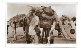 WATERING CAMELS ADEN - Yémen