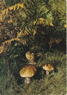 Carte Postale  Neuve "Les Cèpes" - Mushrooms