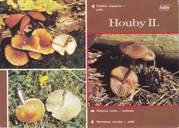 Carte Postale  Photos Aurel Dermek - Mushrooms