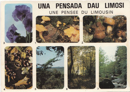 Carte Postale Neuve, Pensée Du Limousin - Champignons