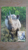 Delcampe - N°4373 - FDC - Animaux Disparus Ou Menacés Rhinocéros - 2000-2009
